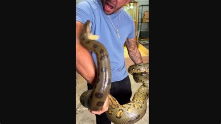 1 Girl 1 Anaconda Viral Video: The Craze That Took Over the Internet!