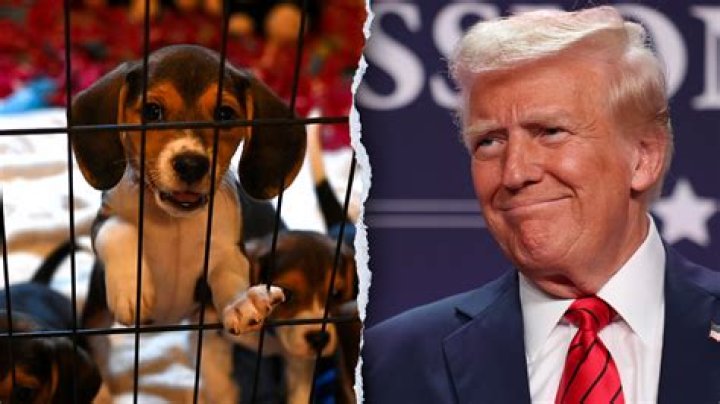 Barron Trump Animal Abuse: A Comprehensive Analysis