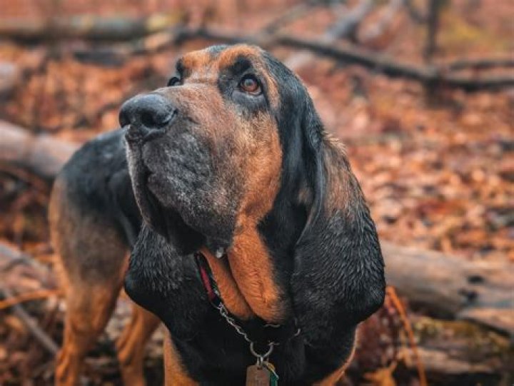Bloodhound Lil Jeff Footage: Exploring the Phenomenon and Its Impact