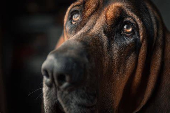 Bloodhound Personality: Understanding the Unique Traits and Characteristics