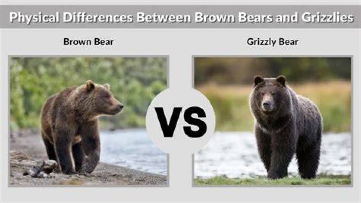 Brown vs Grizzly Bear: Understanding the Differences and Similarities