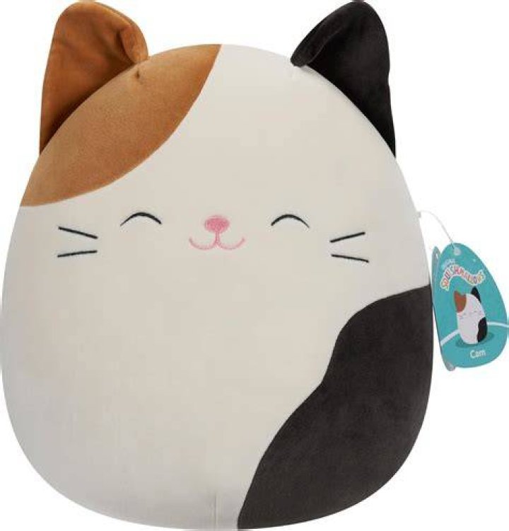 Cam the Cat