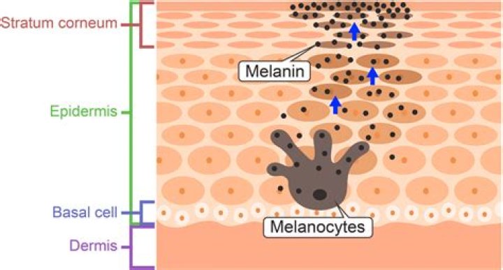 Daisey Melanin: The Rising Star in the World of Skin Science