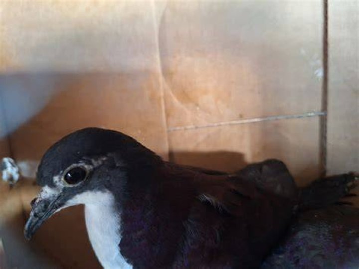 Discover: Auctions, Birds, & More - Explore Today!