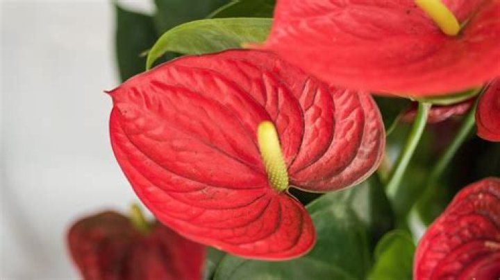 Discovering the Beauty of Emma Anturium: A Comprehensive Guide