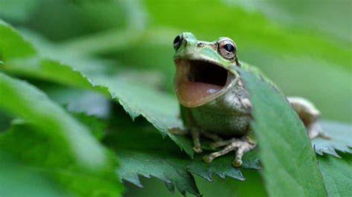 Do Frogs Scream? Unveiling the Truth Behind Frog Vocalizations