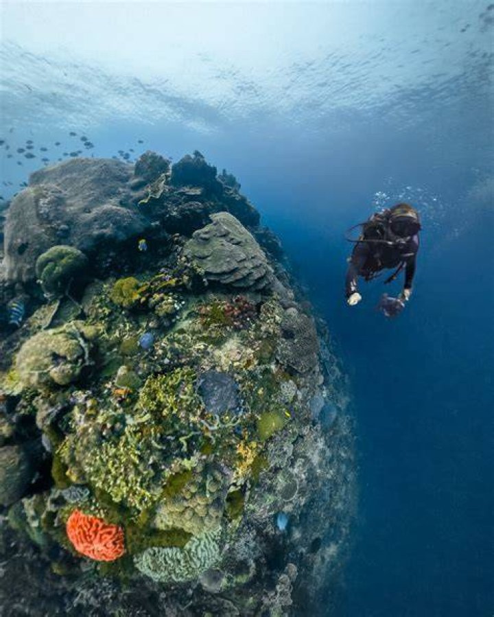 Exploring SD Point: From Movies to Reefs - Your Guide!