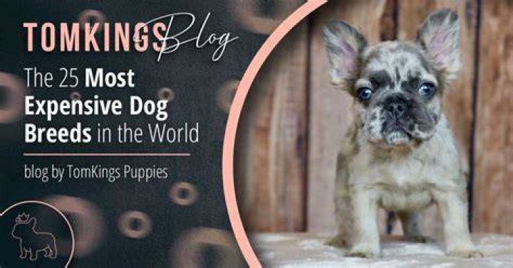 How Much is the Most Expensive Dog? Unveiling the Price Tag of Luxury Canines