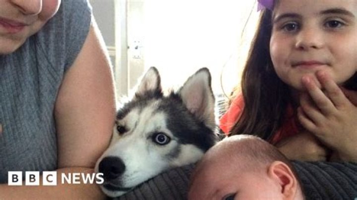 IMSkirby Dog Incident: What Really Happened?