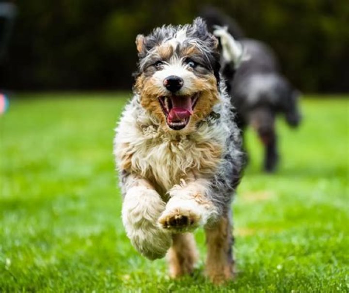 IMSKIRBY Dog: The Ultimate Guide to This Adorable Canine Companion