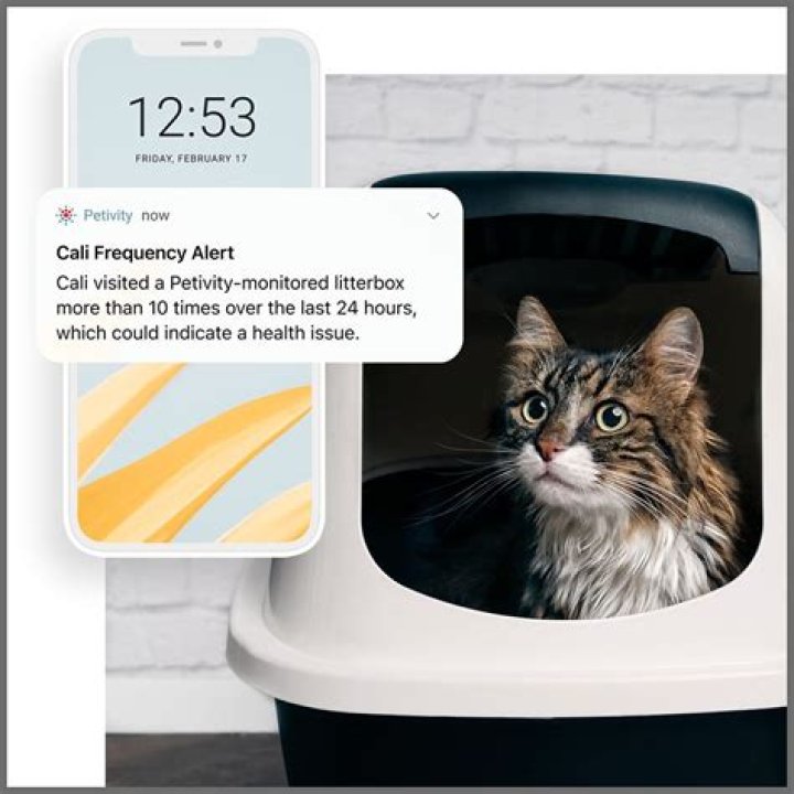 @Petivity & Ady Olivarez: TikTok Star & Cat Health Insights