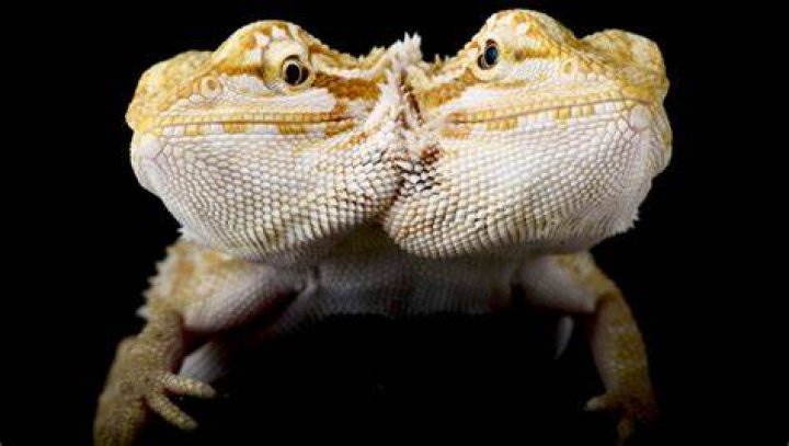 Polycephaly Animals: Unveiling the Mysteries of Multi-Headed Creatures
