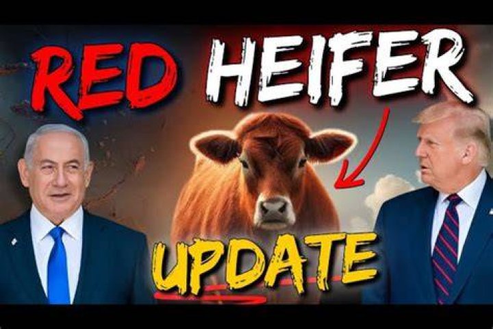 Red Heifer Sacrifice 2025: Latest Update - What's Happening?