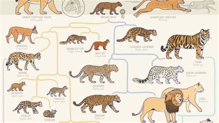 Shane Dawson Cats: A Comprehensive Guide to the Feline Family of YouTube's Iconic Creator