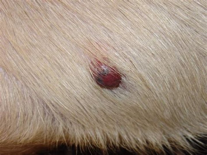 Skin Tags in Dogs Pictures: A Comprehensive Guide for Pet Owners