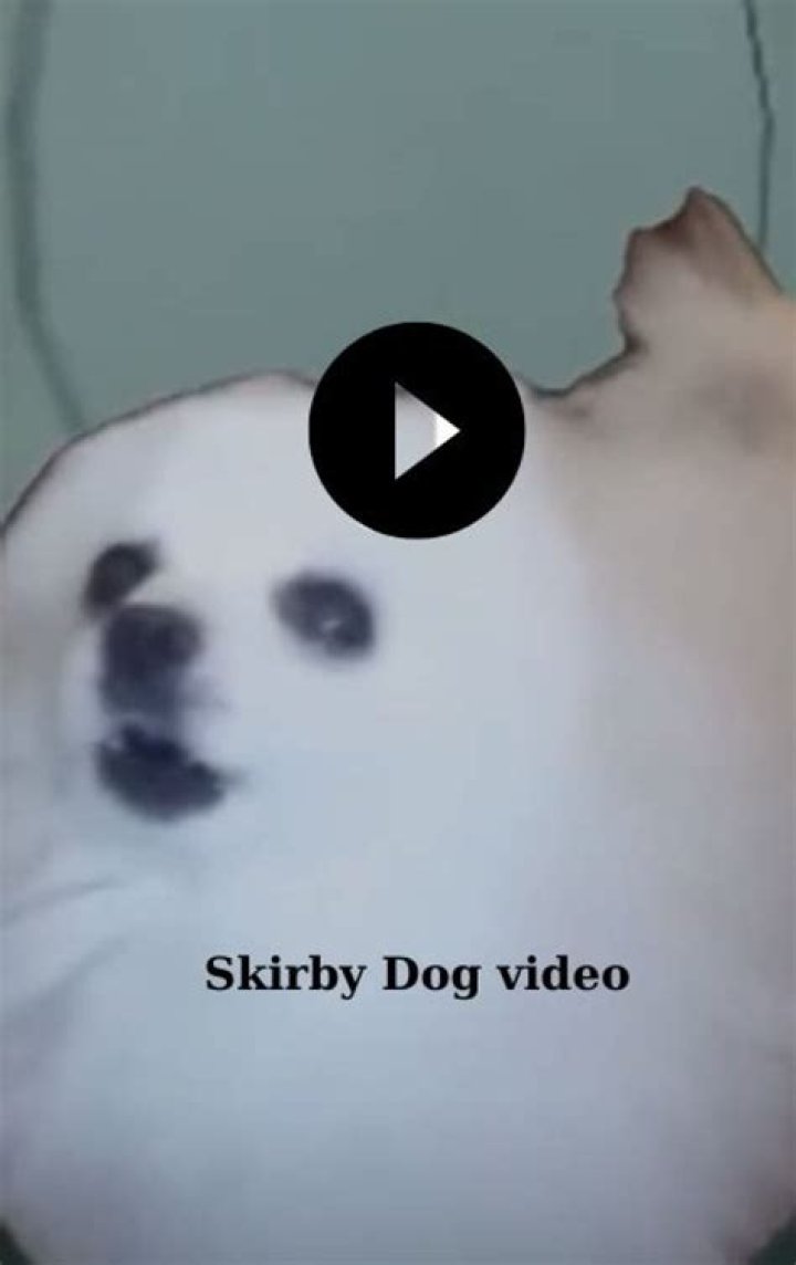 Skirby Dog Video: The Ultimate Guide to This Viral Sensation