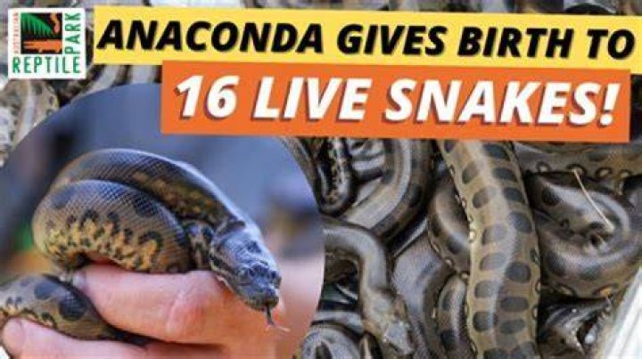 The Wild Truth Behind the Viral Sensation: One Girl, One Anaconda Video