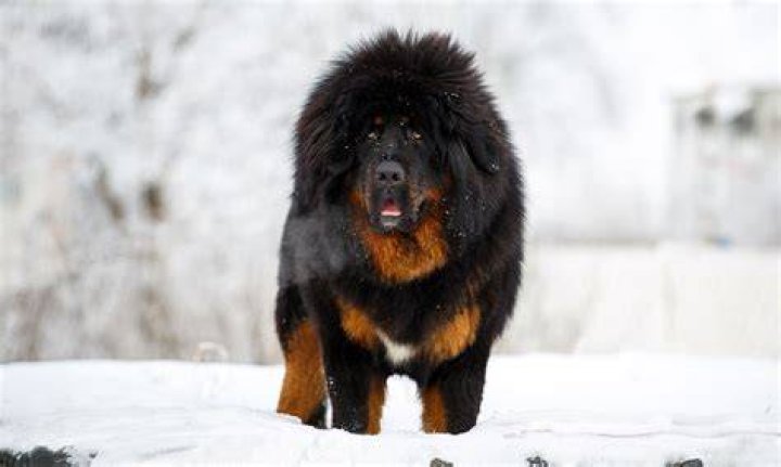 Tibetan Mastiff: The Majestic Guard Dog of the Himalayas