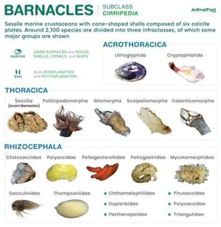 Understanding Barnacles: A Comprehensive Guide to These Marine Creatures