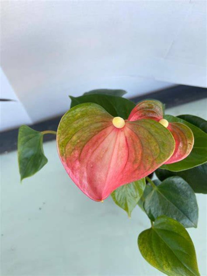 Unveiling the World of Emma Anthurium: A Rising Star & Plant!