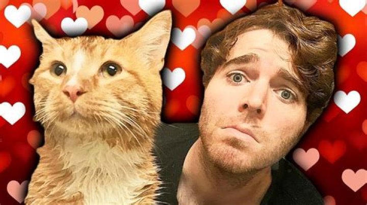 What Did Shane Dawson Do With His Cat? A Comprehensive Guide