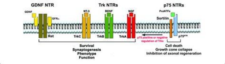 What is the Difference Between NTR and NTS? A Comprehensive Guide