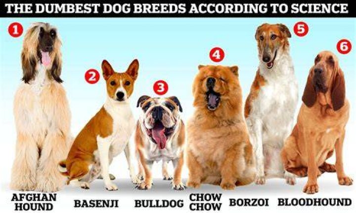 Why the IMSKIRBY Dog is the Ultimate Companion for Dog Lovers