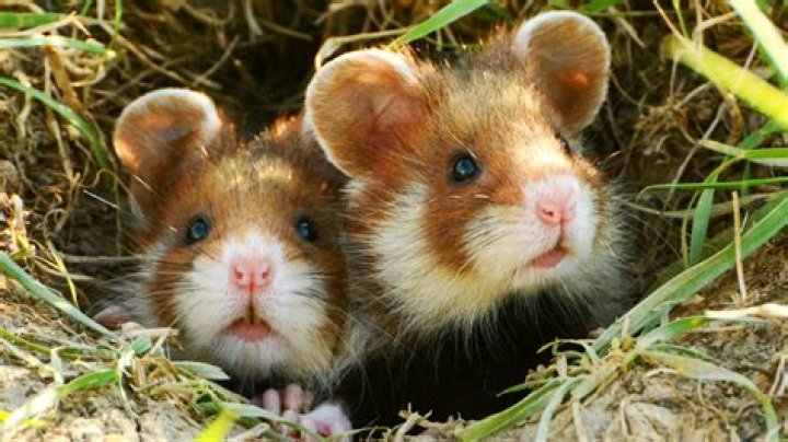 Why X Hamsters Are the Perfect Little Buddies for Your Home